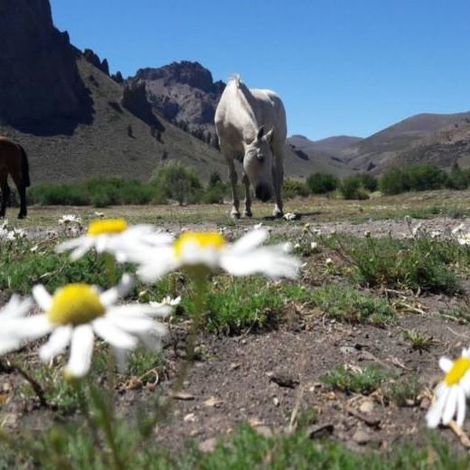 sq_cabalgata_bariloche_-_estepa4